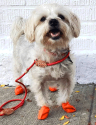 Dog with boots