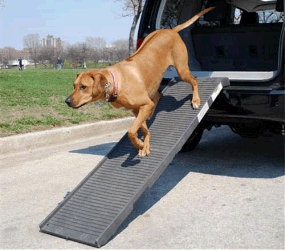 dog using car ramp