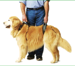 Arthritic Dog Product