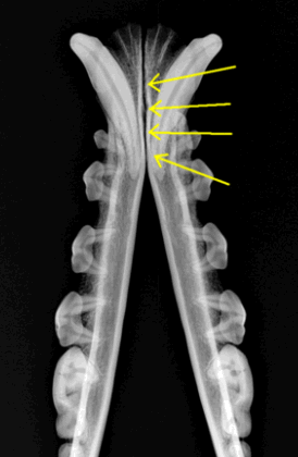 radiograph shows the two mandibles (lower jaw bones) of a dog radiograph shows the two mandibles (lower jaw bones) of a dog
