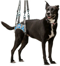 Walkin' Warrior Rear Harness