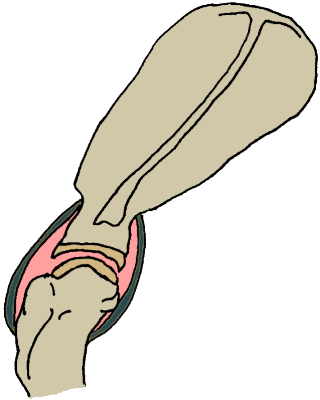 depiction of the shoulder joint depiction of the shoulder joint