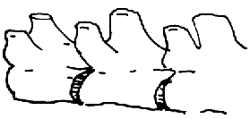 vertebral bones vertebral bones