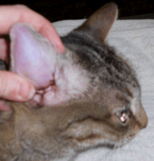 Ear Hematoma Pebbles Johnson Ear Hematoma Pebbles Johnson
