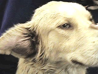 Aural Hematoma Mar Vista Animal Medical Center