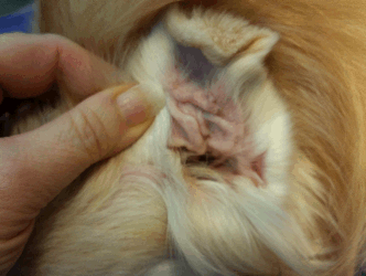 Cauliflower Ear: note the crinkles in the scarred ear flap.