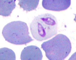 Pear-shaped Babesia canis organisms inside a red blood cell
