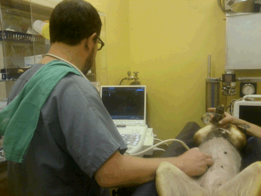 Dr. Jon Perlis of DVMSound performing ultrasound on a dog