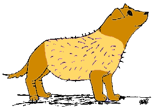 Dogs with Cushing's disease drawing