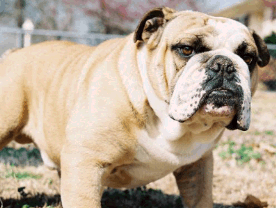 Bulldog Bulldog