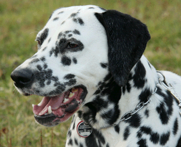 Dalmation Dalmation