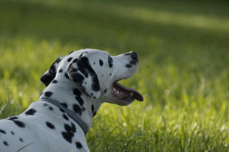 dalmation dalmation