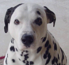 Dalmation Dalmation