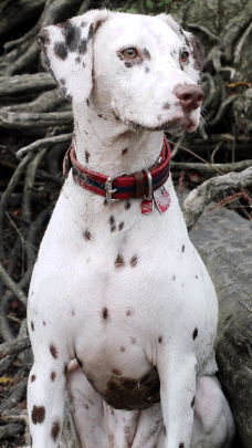 Liver spots on dalmation Liver spots on dalmation