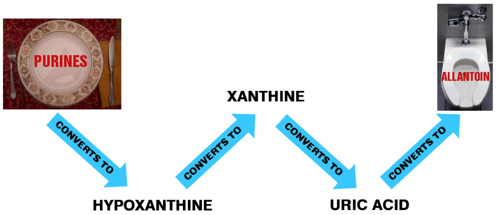 Purines Conversion Graphic Purines Conversion Graphic