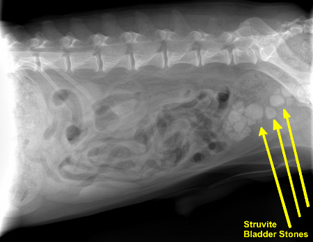 CANINE STRUVITE BLADDER STONES