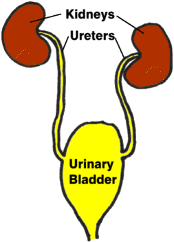 renal canal graphic