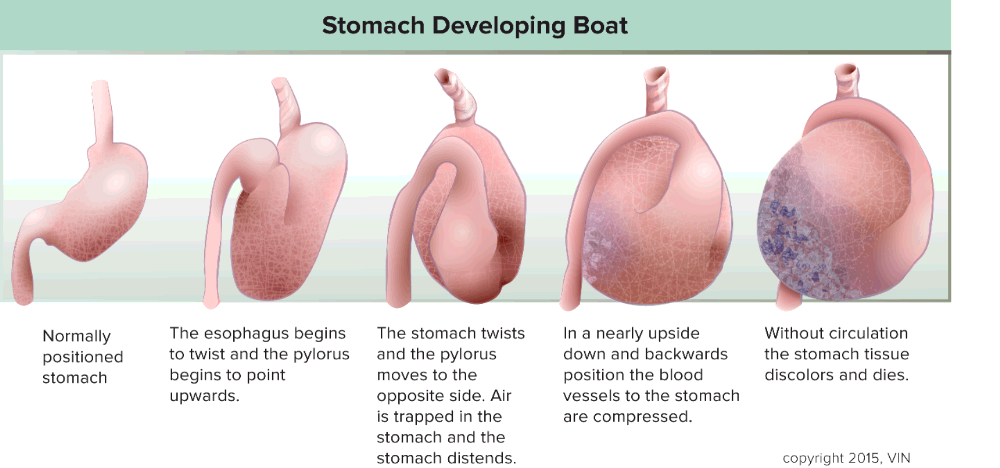 Stomach Developing Bloat