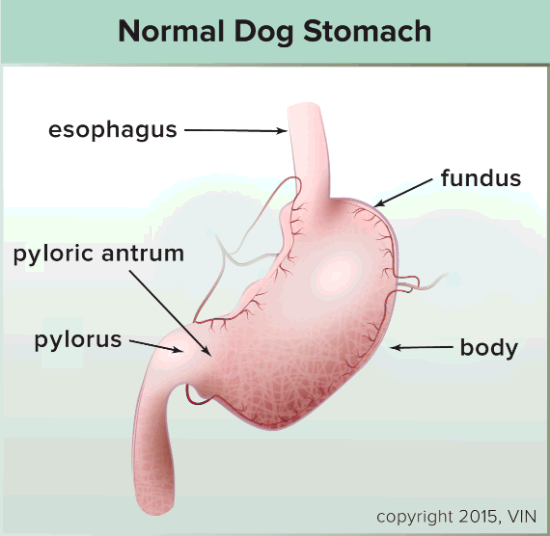 graphic showing parts of a normal dog stomach