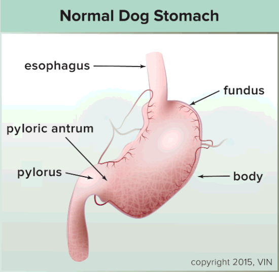 graphic showing parts of a normal dog stomach graphic showing parts of a normal dog stomach
