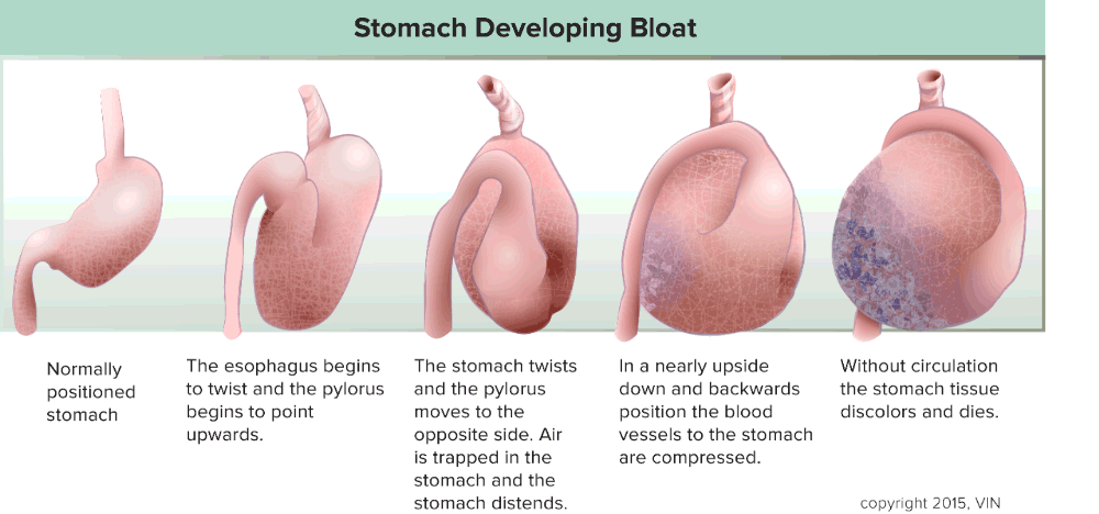Stomach Developing Bloat