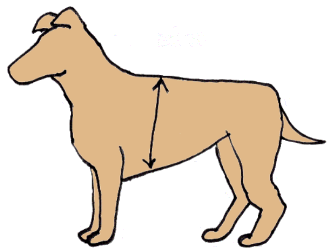 dog illustration