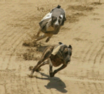 The original canine flu in the U.S. started with racing greyhounds. The original canine flu in the U.S. started with racing greyhounds.