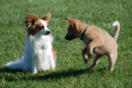 Two Dogs Playing Two Dogs Playing