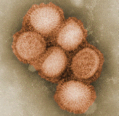 Group of influenza viruses Group of influenza viruses