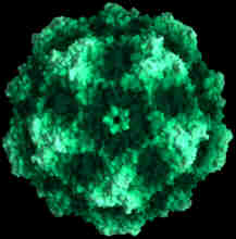This is the actual canine parvovirus This is the actual canine parvovirus