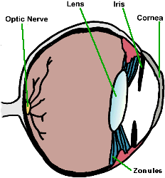 eye illustration