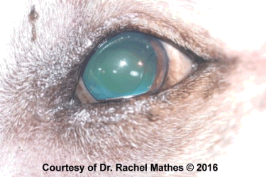 Dog's eye after surgical recovery with artificial lens in place.