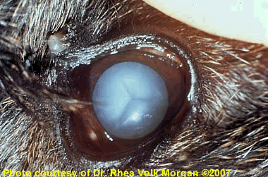 Mature cataract in a diabetic dog.