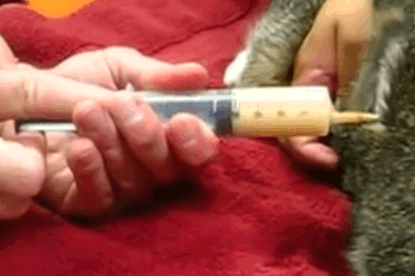 Fluid being tapped from the chest.