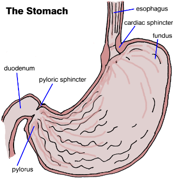 The Stomach Labeled