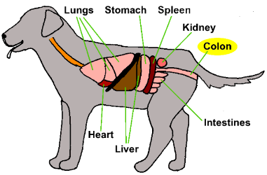 Canine organs illustration
