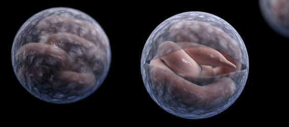 two stages of Cryptosporidium.