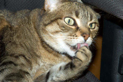 Cat licking paw