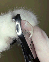 DECLAW: THE RESCO CLIPPER METHOD