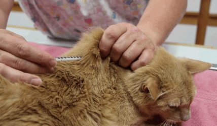 administering insulin in cat