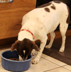 Image of Dog Eating Out of Bowl