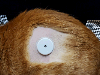 Cat with Freestyle Libre sensor in place.