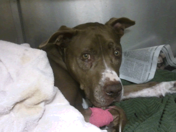 dog on IV fluids