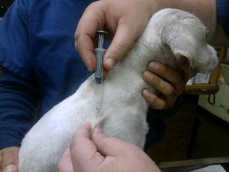 injecting dog