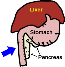 Image showing anatomy of Liver, Stomach and Pancreas