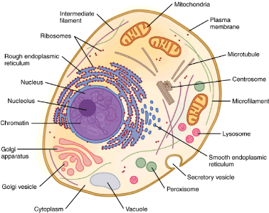 Diagram of an animal cell