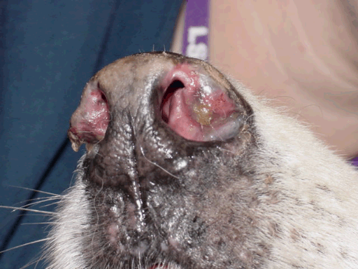 Nasal Solar Dermatitis