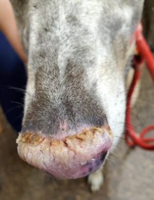 Dog's nose with discoid lupus