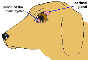 Diagram showing the two lacrimal (tear-producing) glands of the canine eye