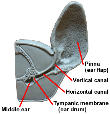 ear model